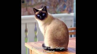 The Top 10 Most Popular Cat Breeds in the World