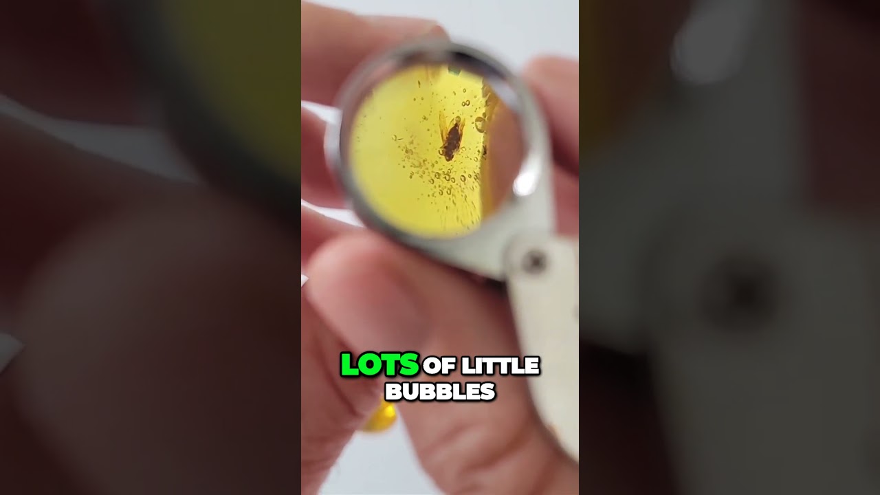 💎 Fossilized Insects in Amber!! 🧐