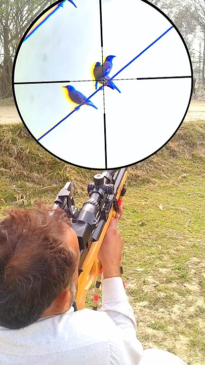 Myna Bird Hunt With PCP air rifle #airgun #hunting #shorts