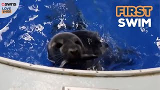 Adorable seal pup takes her first dip 😍 | LOVE THIS!