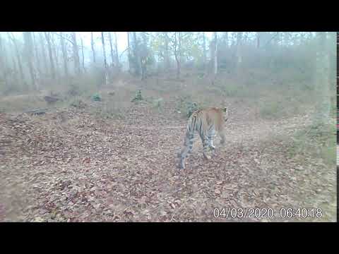 Bengal Tiger passes through Thirunelli-Kudrakote corridor in India - Wildlife Trust of India