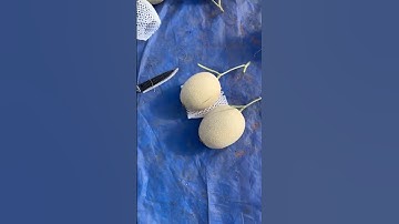 The Melon Harvest Is Amazing! So beautiful