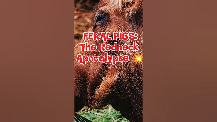Feral pigs are taking over the U.S. 🐗💥 Here's why it’s a serious problem.
