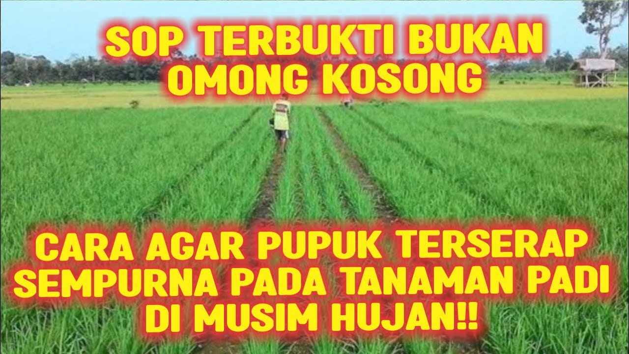 CARA AGAR PUPUK TERSERAP SEMPURNA PADA TANAMAN PADI DI MUSIM HUJAN‼