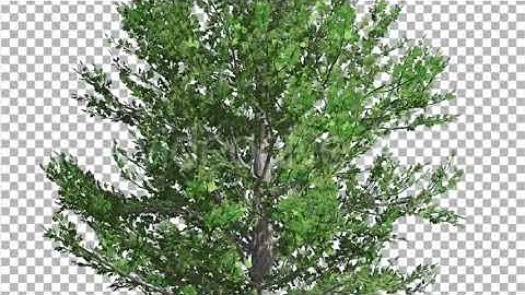 Sugar Maple Thin Tree is Swaying at The Wind | Motion Graphics - Envato elements