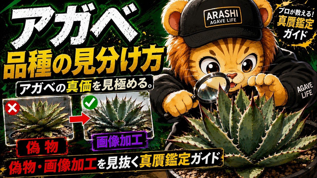 アガベ 品種の見分け方】植物探偵！アガベの真価を見極める。偽物