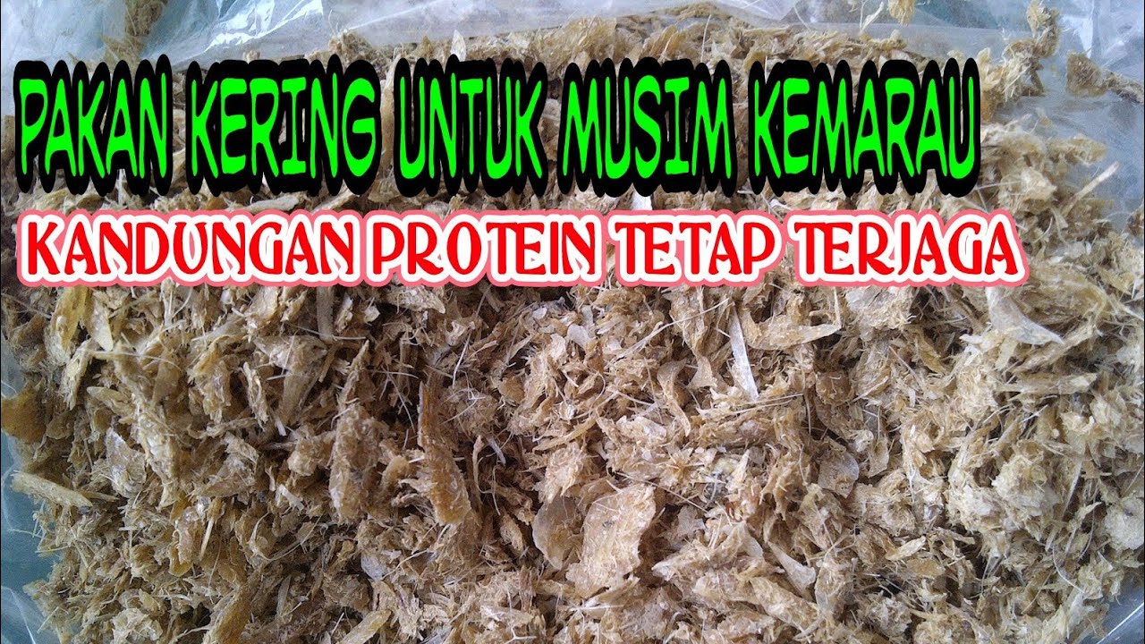 PAKAN RAMBAN KERING DAN AMPAS JAGUNG SOLUSI UNTUK PAKAN DI MUSIM