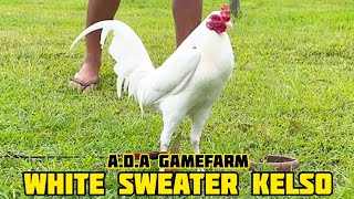 WHITE SWEATER KELSO - A.D.A GAMEFARM