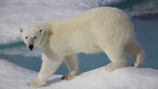 Polar Bears in the High Canadian Arctic on vacation with National Geographic by Donald Walker 64 views 7 years ago 4 minutes, 48 seconds