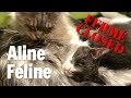 The eight adorable cats at aline fline  les huit chats adorables chez aline fline