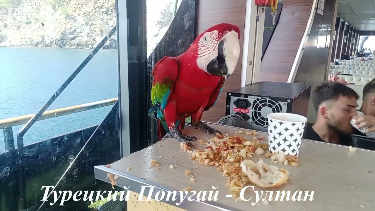 Кавказ ұлы анасын трахает