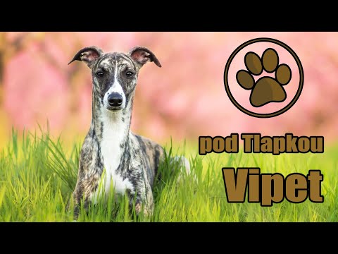 Video: Whippet Dog Plemeno Hypoalergenní, Zdraví A životnost