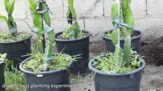 Dragon Fruit Pot Planting Experiment