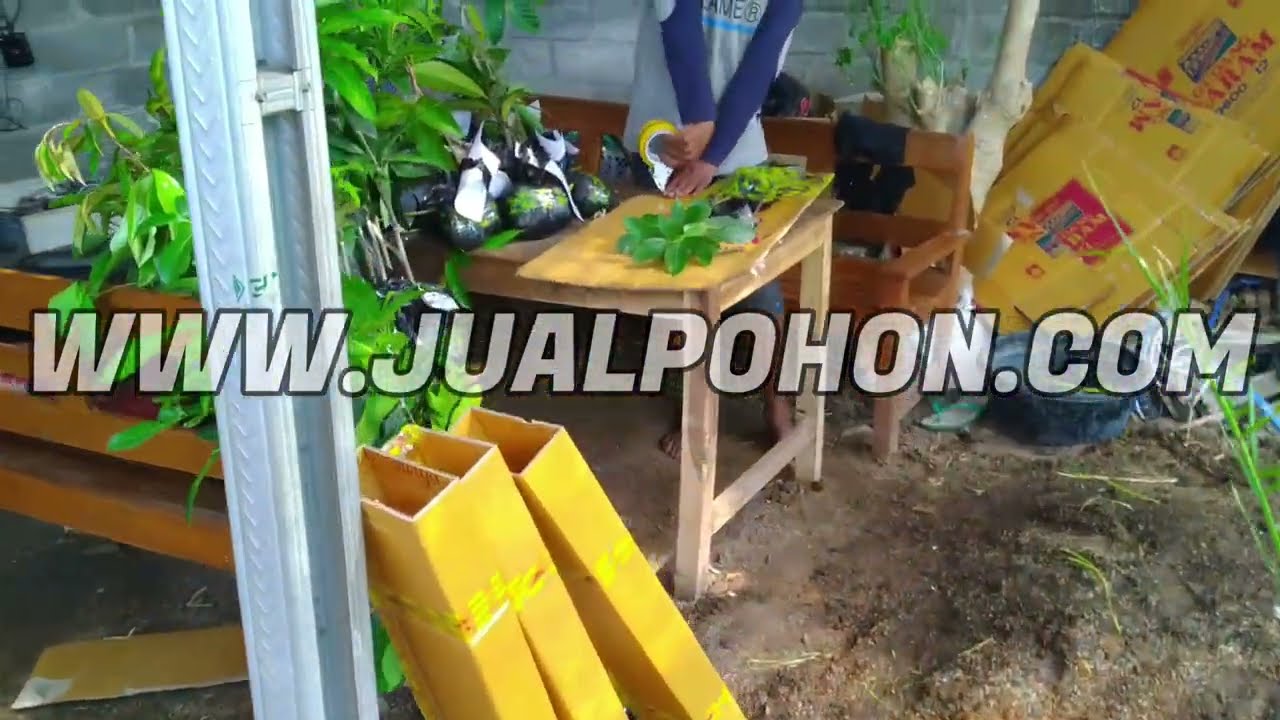 Jual Pohon Durian Musangking Dongkelan Siap Kirim