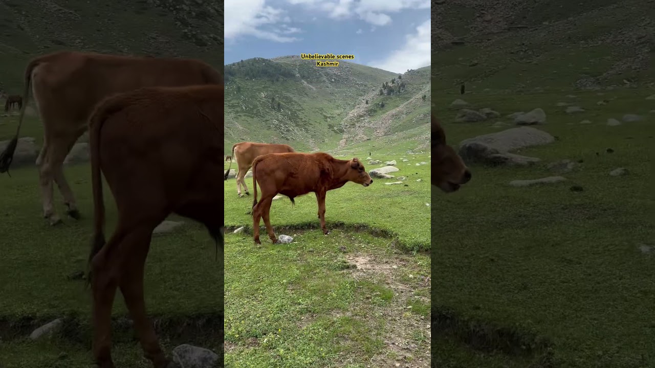 Nature's Most Timeless Moments