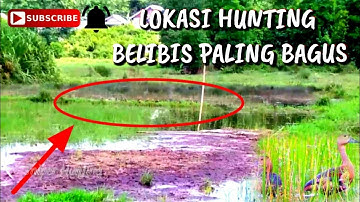 Lokasi Hunting Belibis Paling Bagus || Lokasi Pinggir Jalan Yang Dihuni Puluhan Belibis Kembang Desa