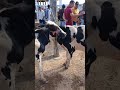 FEIRA DE GADO DE AFOGADO DA INGAZEIRA 16/05/2025
