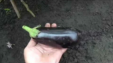Баклажан ЭПИК, описание.