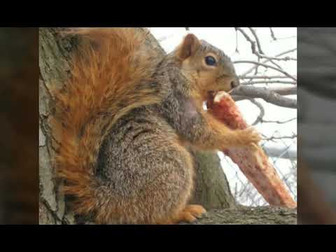 Squirrels Eating Pizza You Squirrels Eating Pizza You