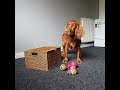 Precious Dog Tidying Toys for a Treat