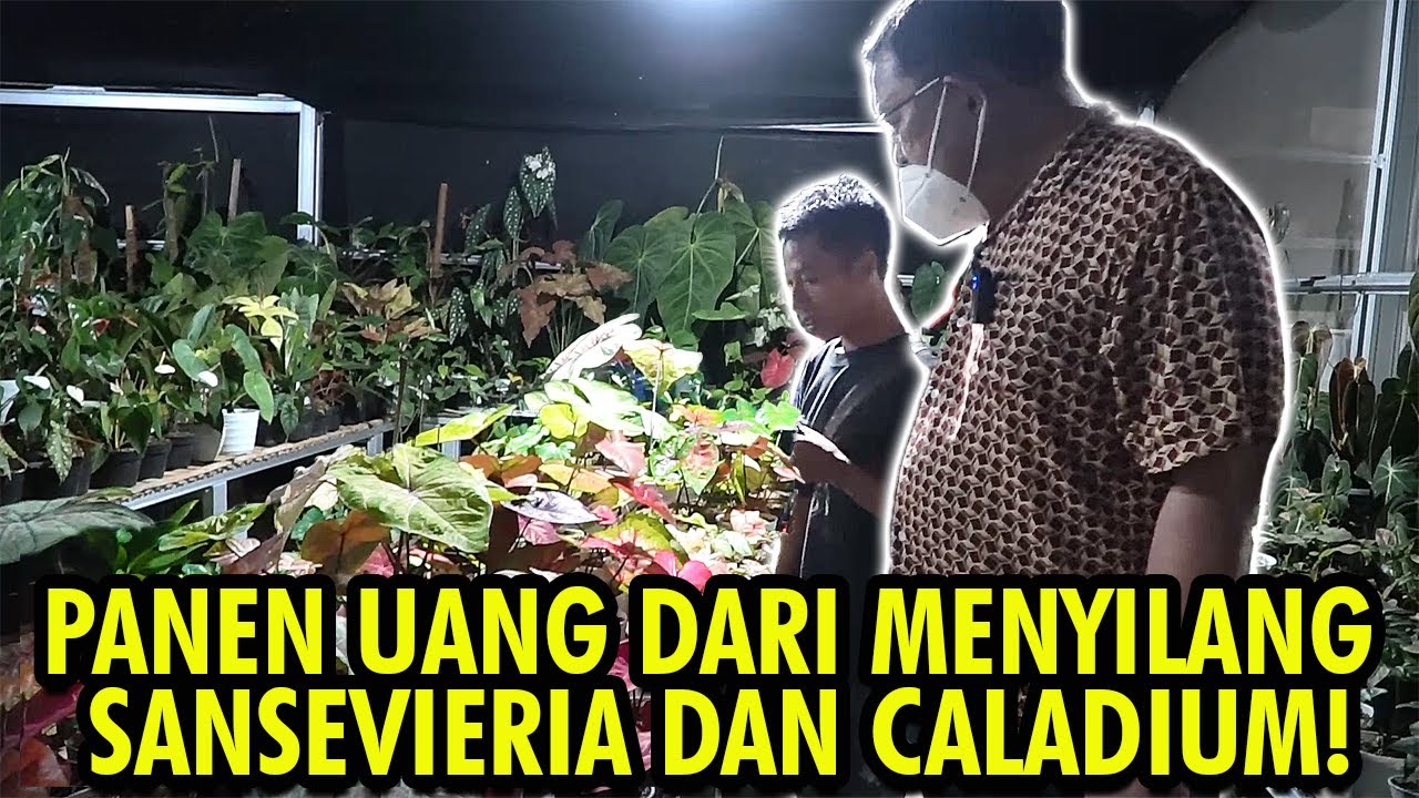 MENYILANG SANSEVIERIA DAN CALADIUM