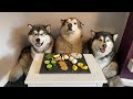 Dogs Review Food | Malamute Taste Test!