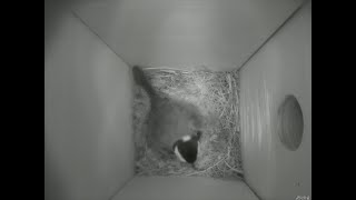 Nestbox 20180419/04:00 - 157 frames with movement
