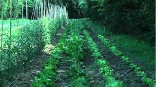 Terravivabio: il diamante verde di Ferrara