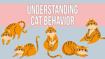 Cat Behavior Explained: Understanding Your Feline Friend