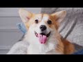 DOGS & PUPPIES in 4K | 2 Hours | Relaxing Ambient Music Strings Cute Pets Mp3 Song