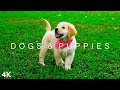 DOGS &amp; PUPPIES in 4K | 2 Hours | Relaxing Ambient Music Strings Cute Pets image