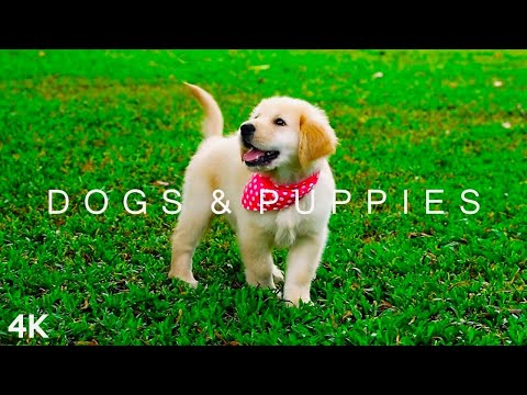 Dogs x Puppies In 4K | 2 Hours | Relaxing Ambient Music Strings Cute Pets