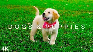 DOGS & PUPPIES in 4K | 2 Hours | Relaxing Ambient Music Strings Cute Pets screenshot 3