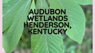AUDUBON WETLANDS (ROAD TRIP)