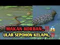 NGERI..‼ULAR SEPOHON KALAPA KENA JUGA..HABIS SEMUA DIBUATNYA..#VIRAL#ULAR