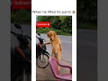 What is wrong with these dogs!?😂💀#funny #hilarious