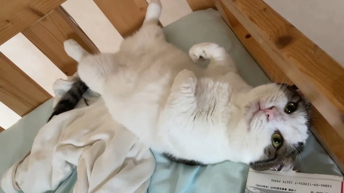 しっぽでパタパタする猫がかわいい Youtube