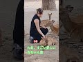 ヨーロッパの観光客の日本の赤ちゃん鹿の愛は素晴らしい 🫎👌