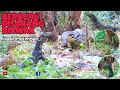 Berburu Biawak Disarang Biawak Hasil yang Melimpah || Pest Control Salvator || Kadal Hunter OFFICIAL