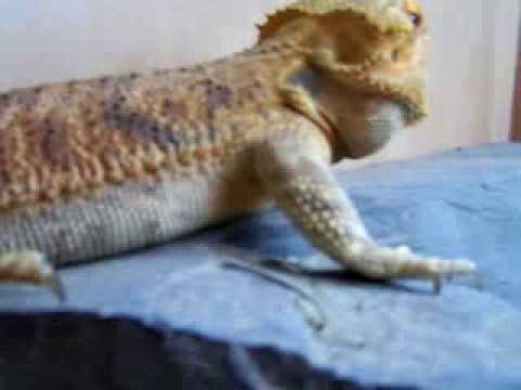 lizard skin grips How I feed my bearded dragon