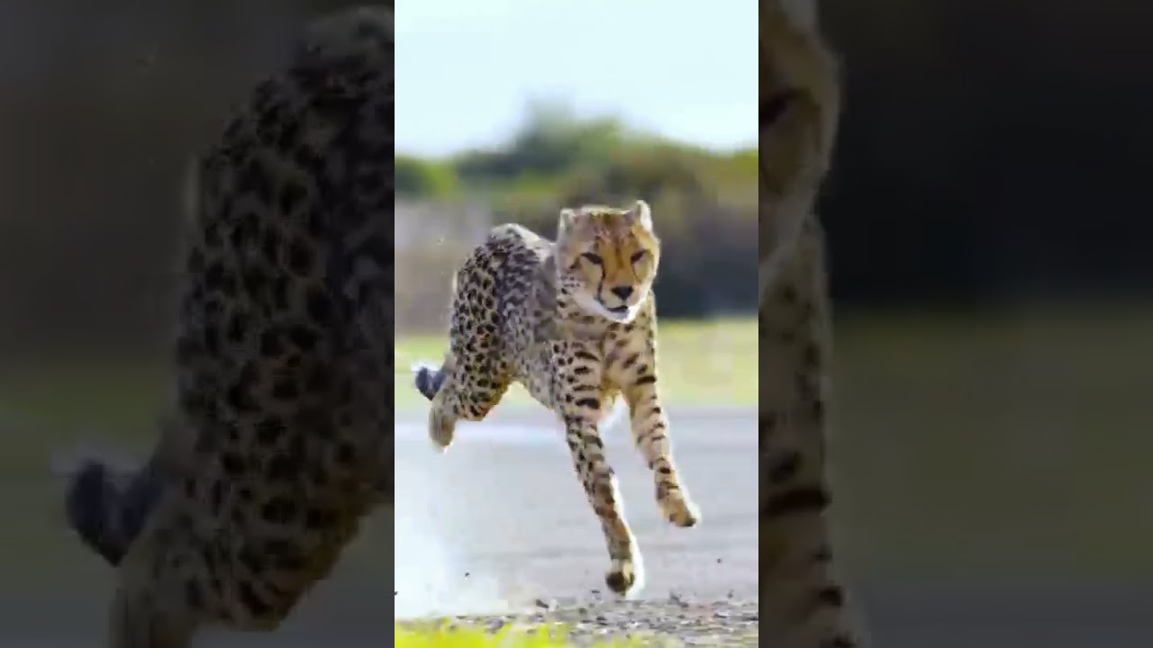 MrBeast Races a Cheetah in New York – Fastest Challenge Ever!