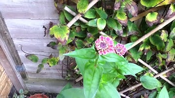 iPod Touch 4th generation HD 720p test