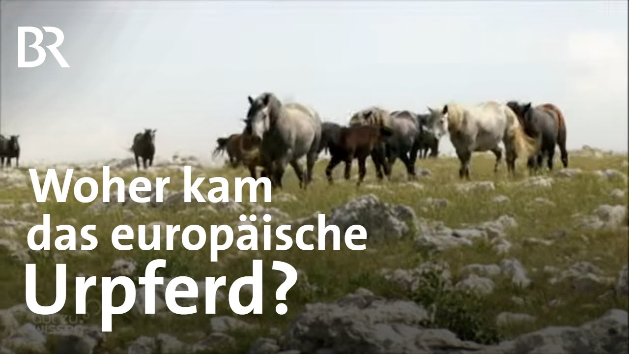 Neue Theorie über Urpferde: Waren gezähmte Pferde früher in Europa als gedacht? | Gut zu wissen | BR