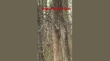 Up the tree like a flash #shortsvideo #shortsfeed #viralshorts #shortvideo #peaceful #life #nature