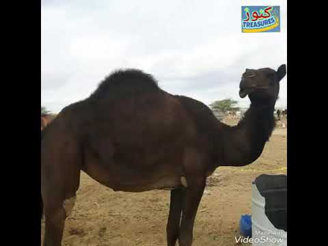 فيديو35 لحن مهري وأصوات رائعة ليلييت