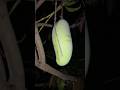 আম খেয়ে ভুলেও এই পাঁচটি খাবার খাবেন না 😲🙏 #viral #mango