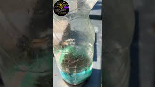 Quoi faire au rucher en octobre ?| LRSG #apiculture #bee #beekeeper