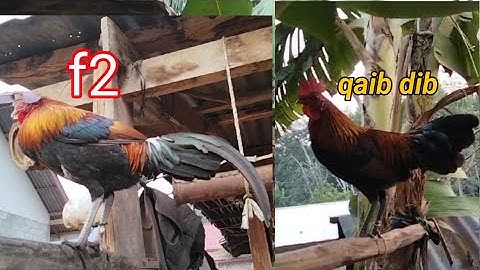 Qaib dib f2 qua zoo me nyuam qaib zoo nkauj
