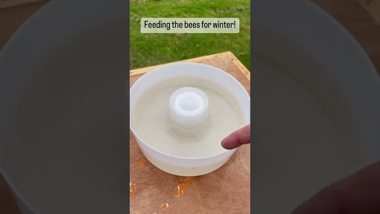 It’s time to feed the bees to prepare them for winter! Let’s take a peek inside the hive 🥷🐝🌿