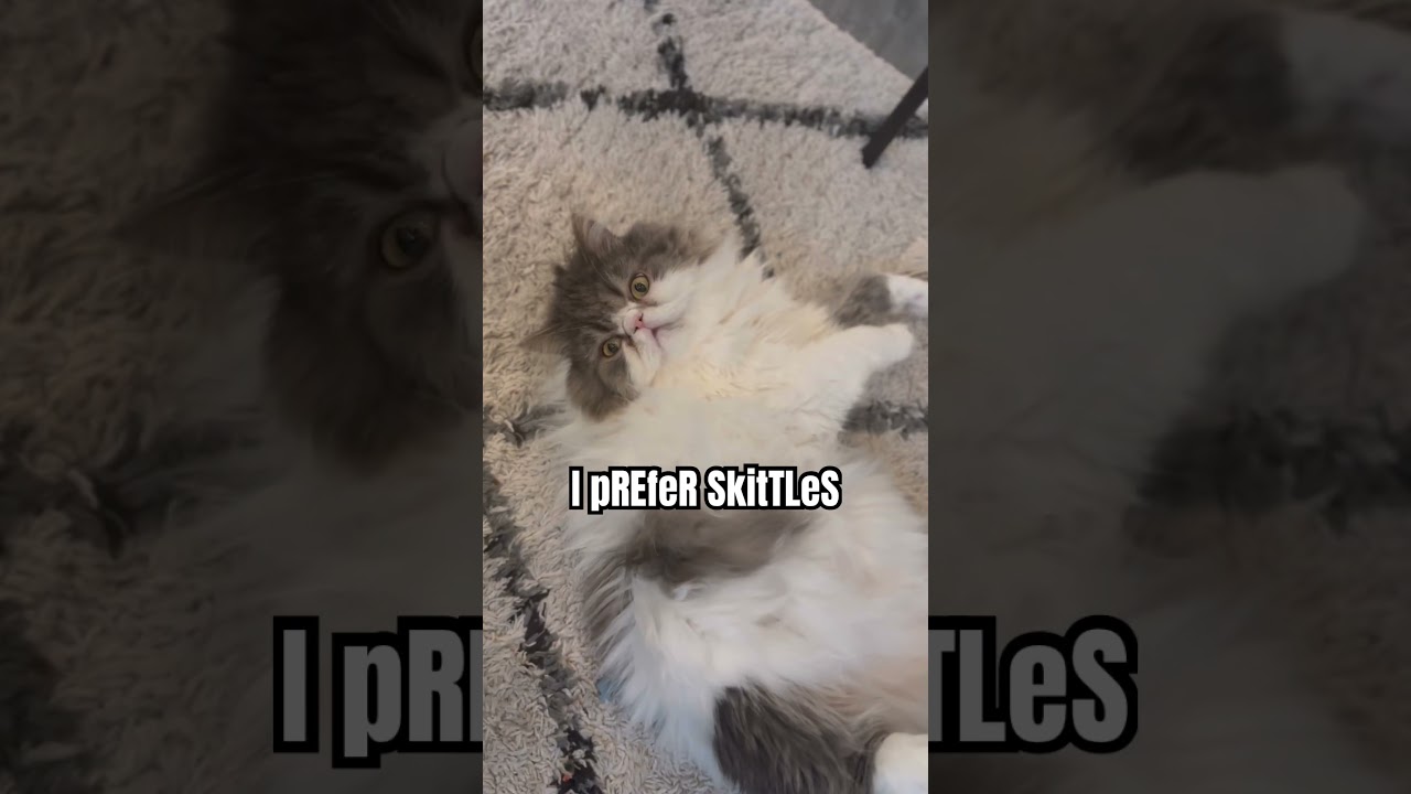 Oreo was genuinely shocked! 😹 